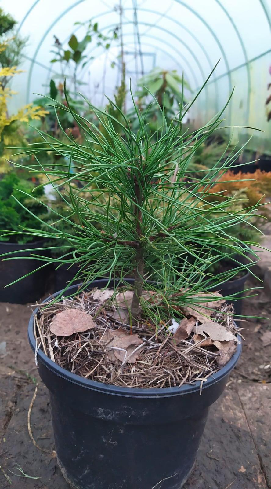 Кедр сибирский  6 лет